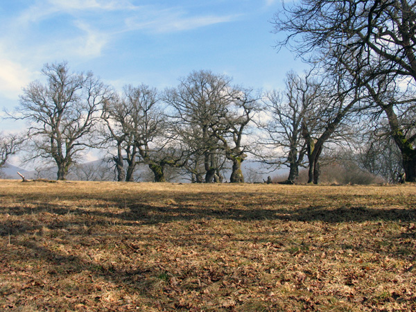 Obrázok